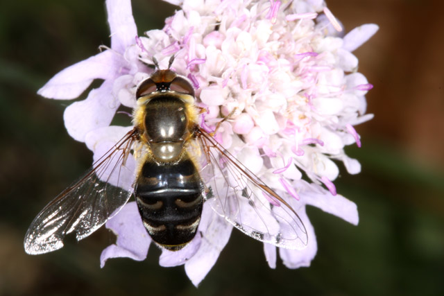 Scaeva pyrastri - Copyright Denis Bourgeois
